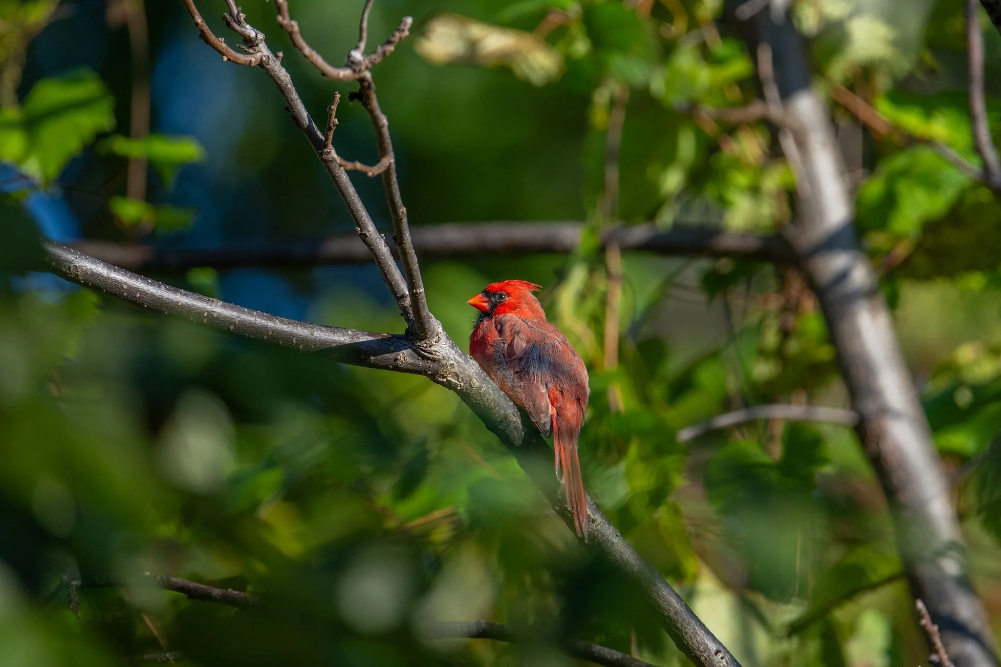Northern Cardinal