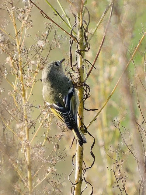 Ruby-crowned Kinglet