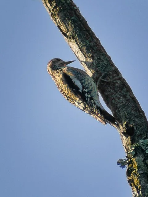Yellow-bellied Sapsucker