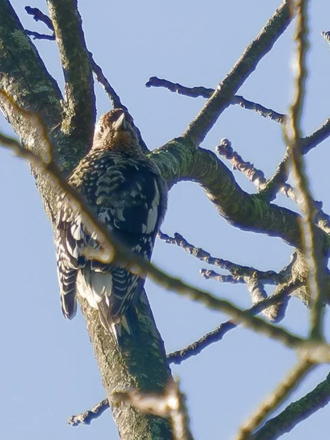 Yellow-bellied Sapsucker