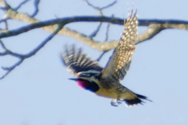 Yellow-bellied Sapsucker