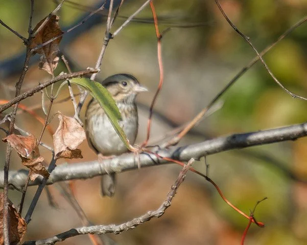 Lincoln's Sparrow