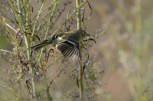 Ruby-crowned Kinglet