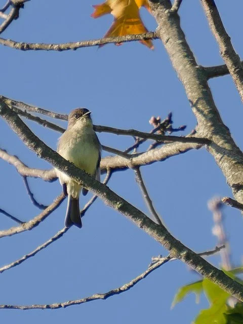 Eastern Phoebe