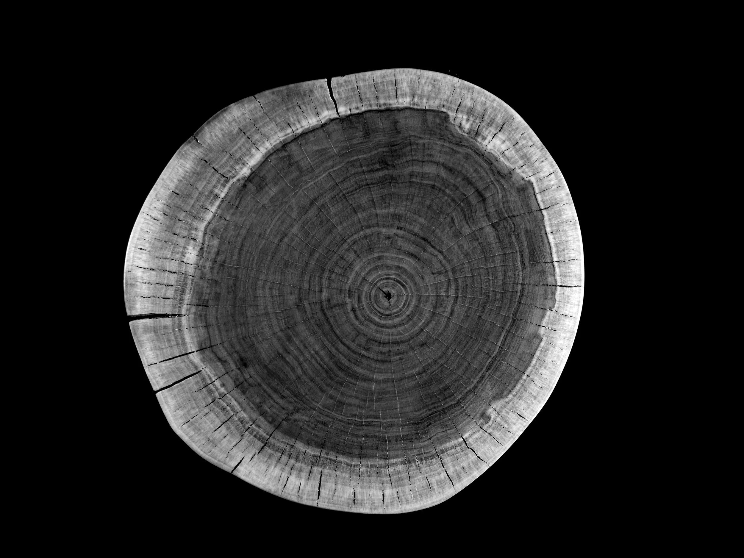 Close-up of a tree trunk cross-section with visible growth rings, on a black background. Black and white photo print.