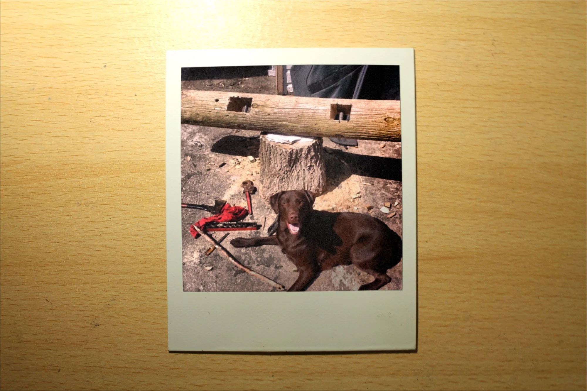 Photo of a brown Labrador retriever lying on the ground outdoors, with a wooden strong log, an axe, and a tree stump in the background.