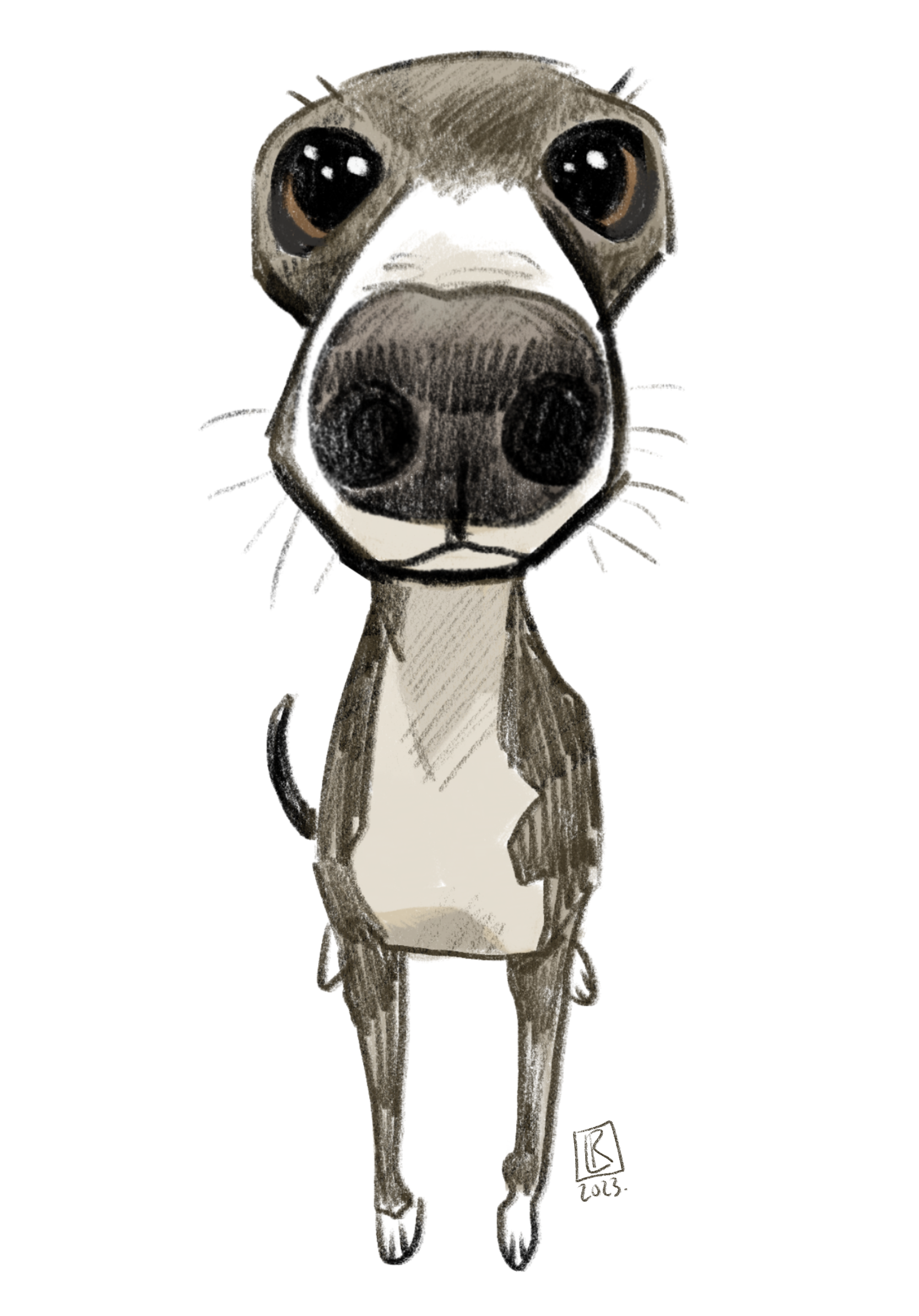 "Italian greyhound", 2023