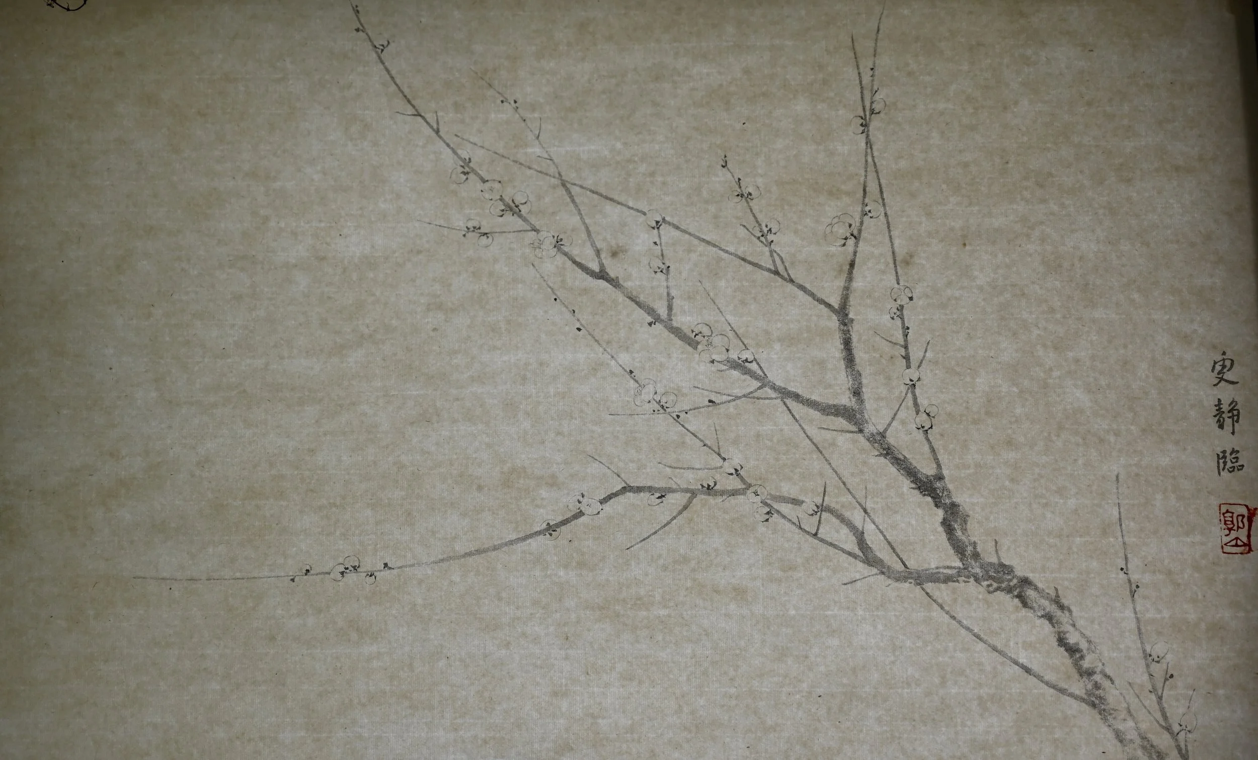 四梅图卷, 杨无咎临摹 Yang Wujiu Study
(Charcoal Ink on Qingtan Paper, 69cm x 37cm)
