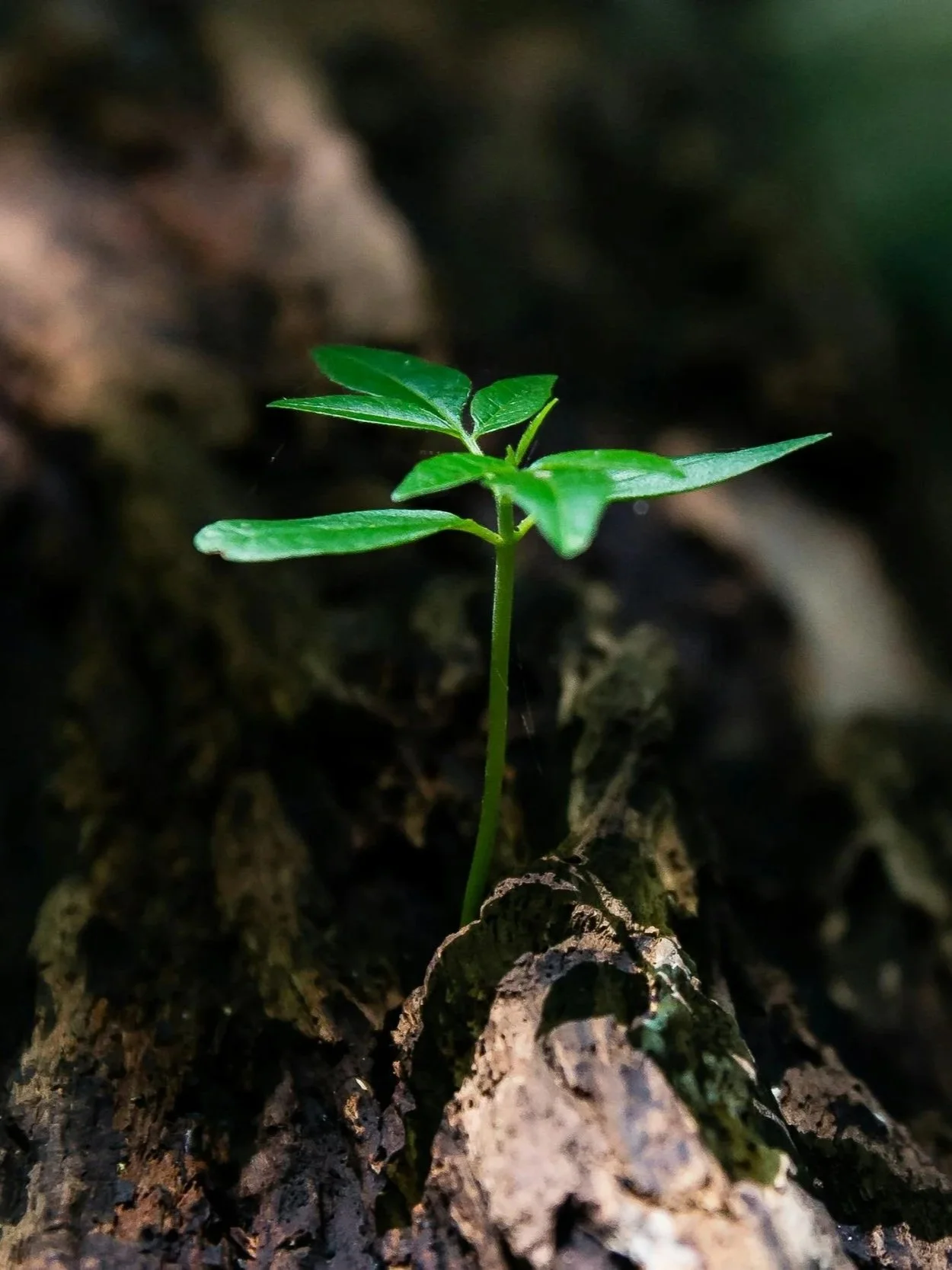 Close-up of a young green sprout with multiple leaves emerging from a crack in brown soil with a blurred background.