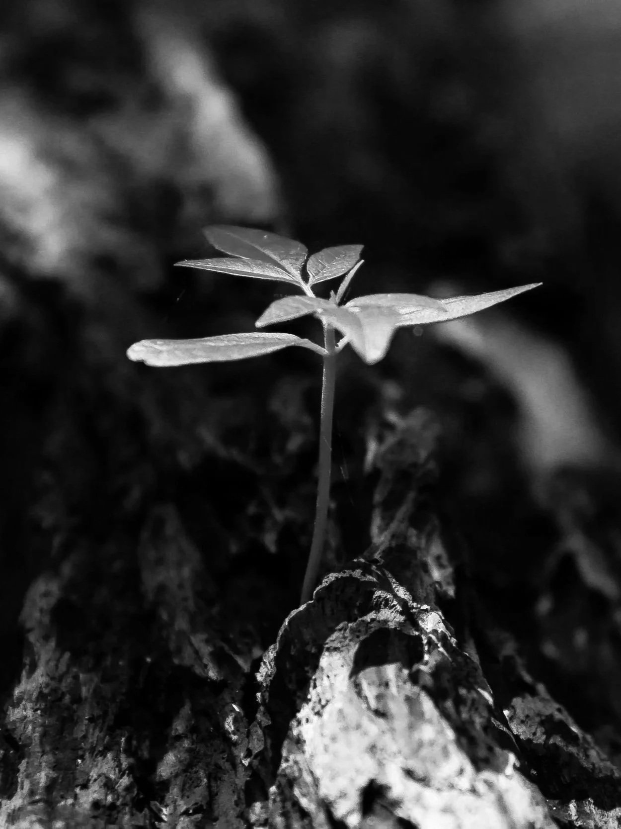 Close-up of a young green sprout with multiple leaves emerging from a crack in brown soil with a blurred background.