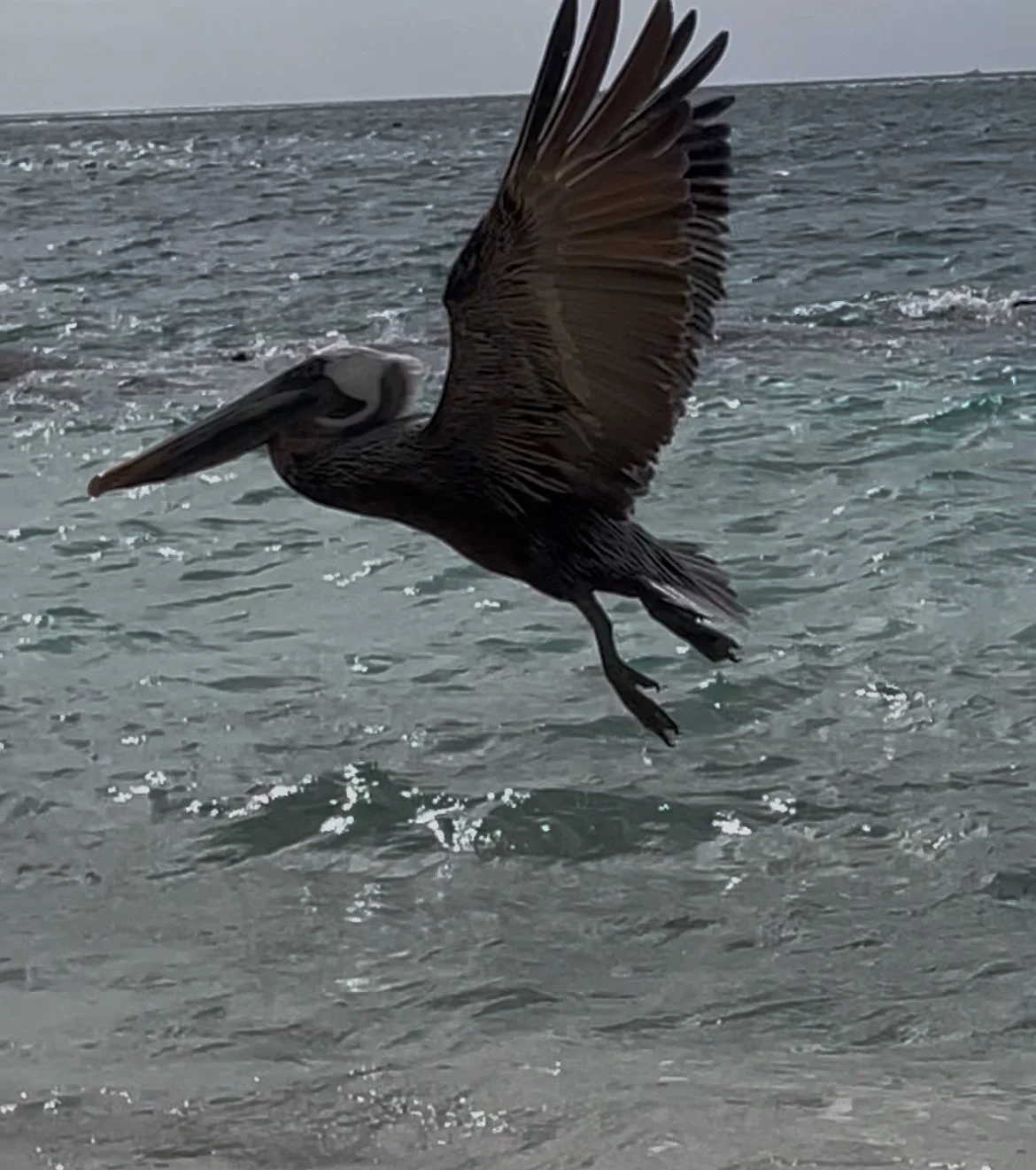 Tamarijn Aruba Image 2.jpeg