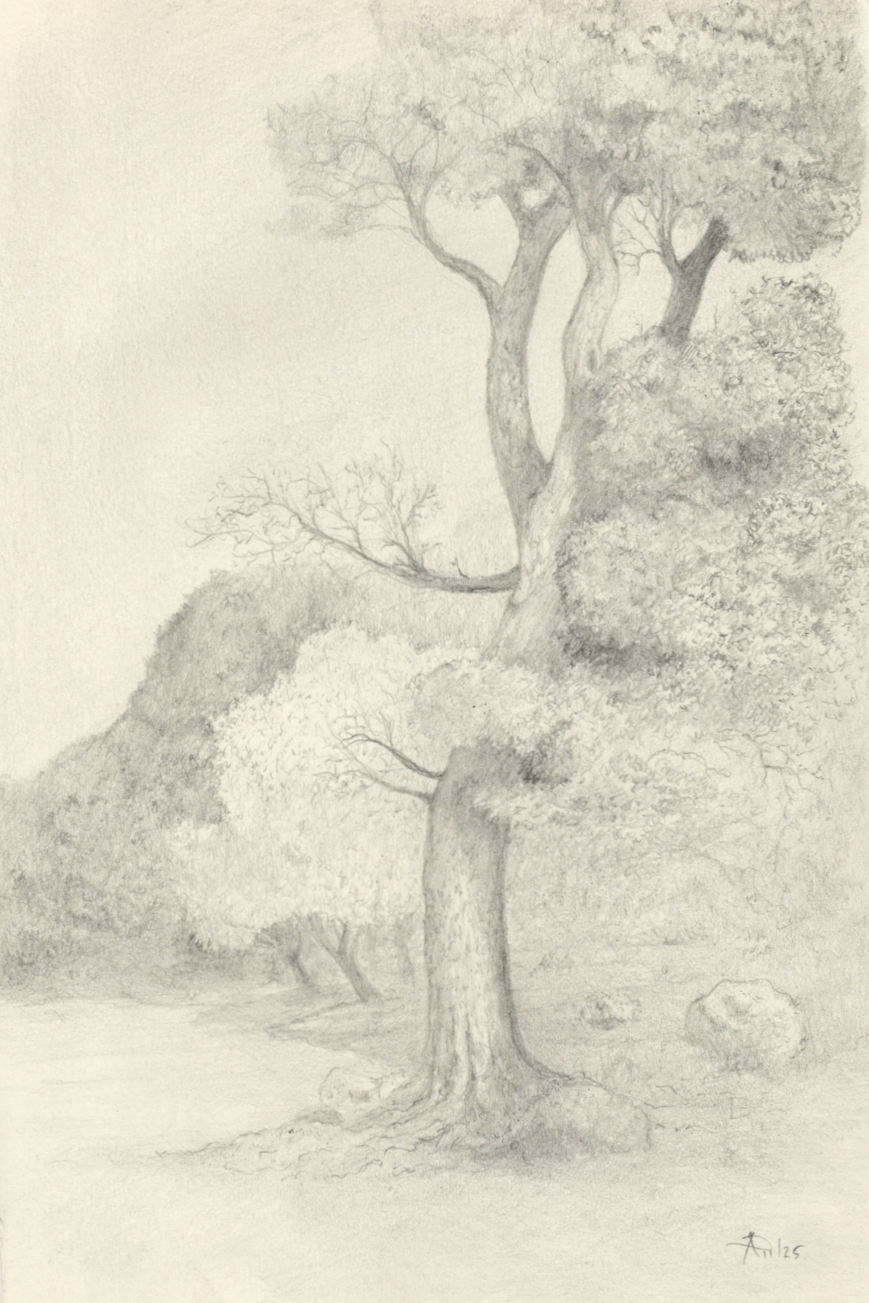 Sketch of a large tree with twisting branches and dense foliage in a natural setting, with smaller trees and rocks in the background.