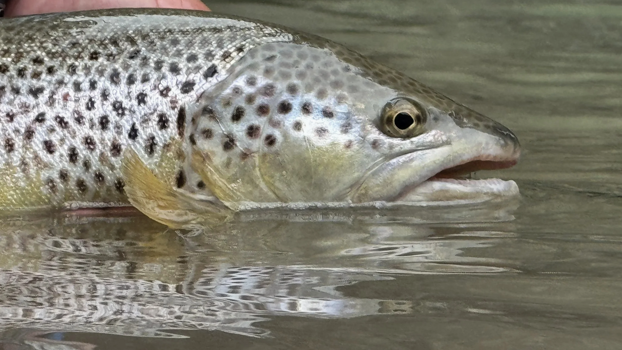 Close-up of a rainbow trout fish in water, showing detailed scales and head.