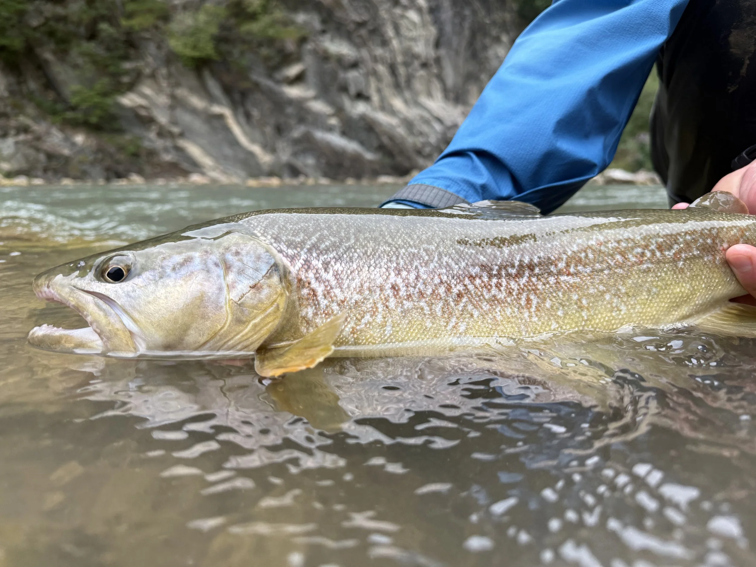 a marble trout before the release