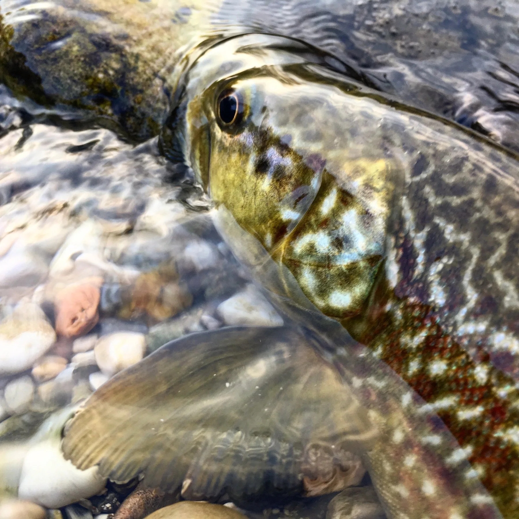 Close-up of a wild trout in the clear water of the Brenta River