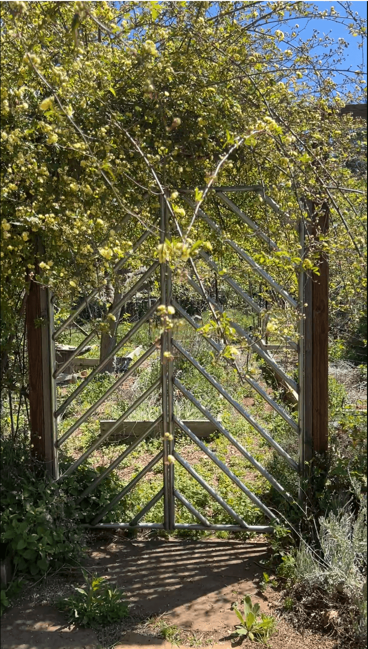 chevron-garden-gate-custom-steel-grass-valley