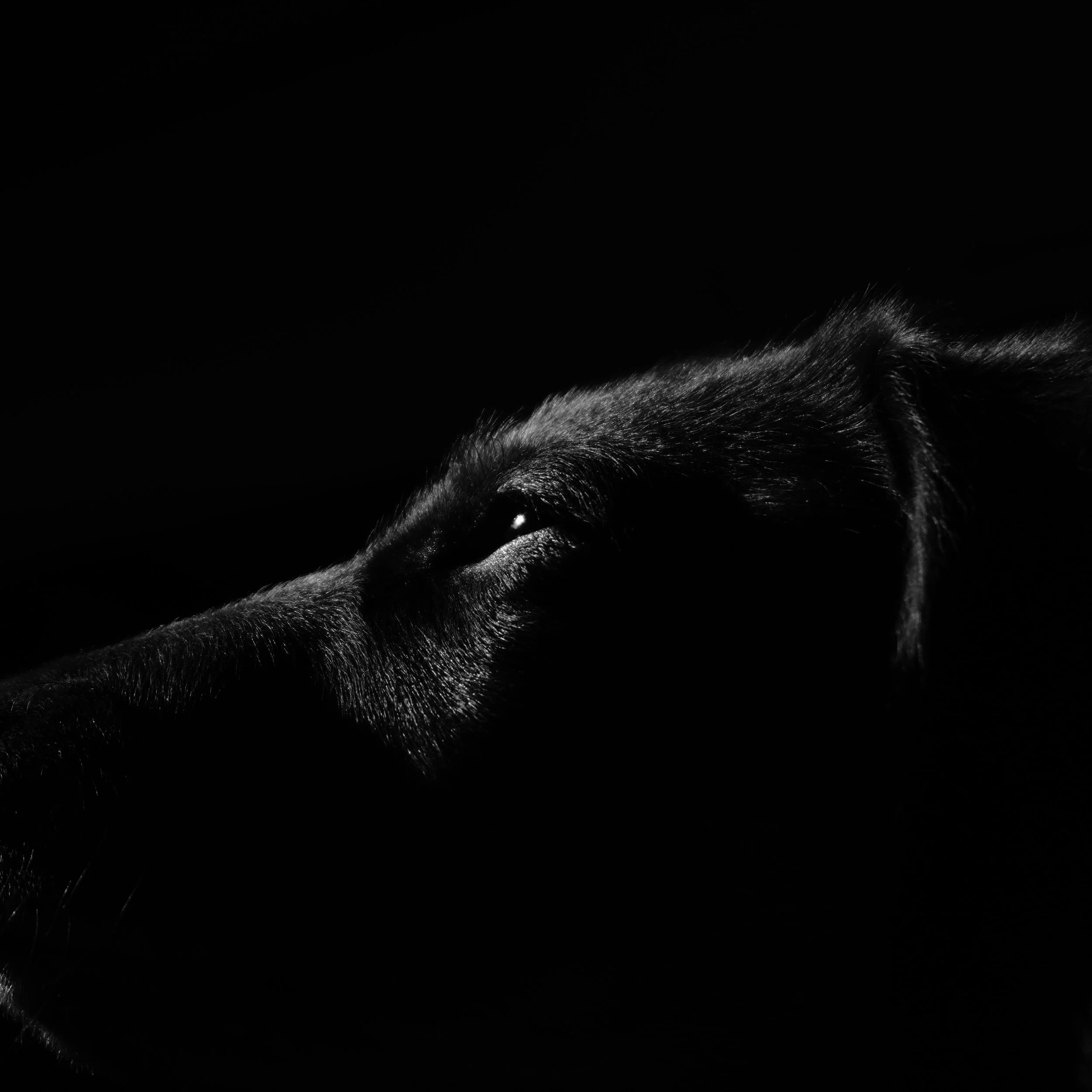 Close-up of a black dog's face in profile with minimal lighting highlighting its eye and fur against a dark background.