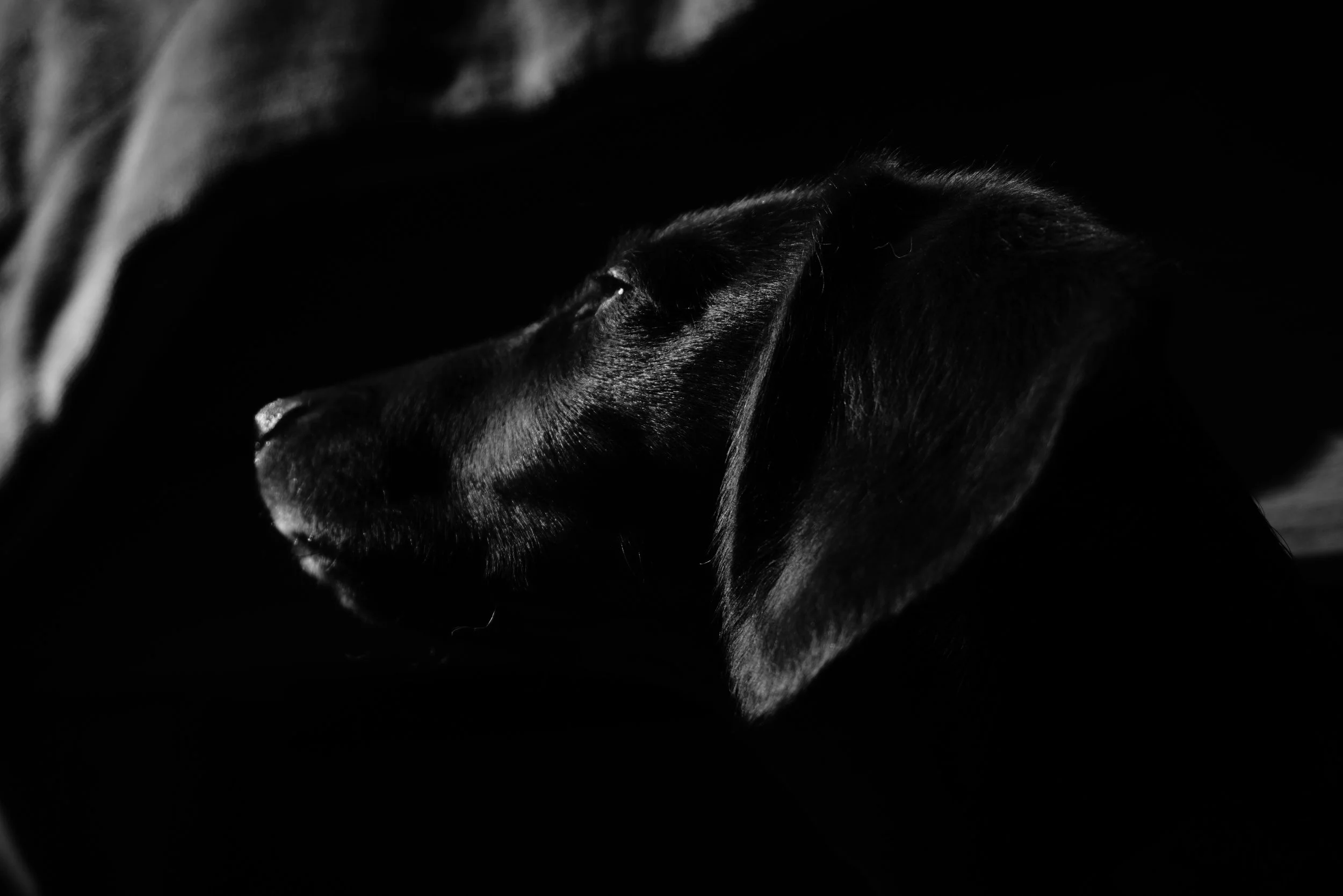 Black and white photo of a dog lying down with its head resting, viewed from the side, with a sleek and shiny coat.