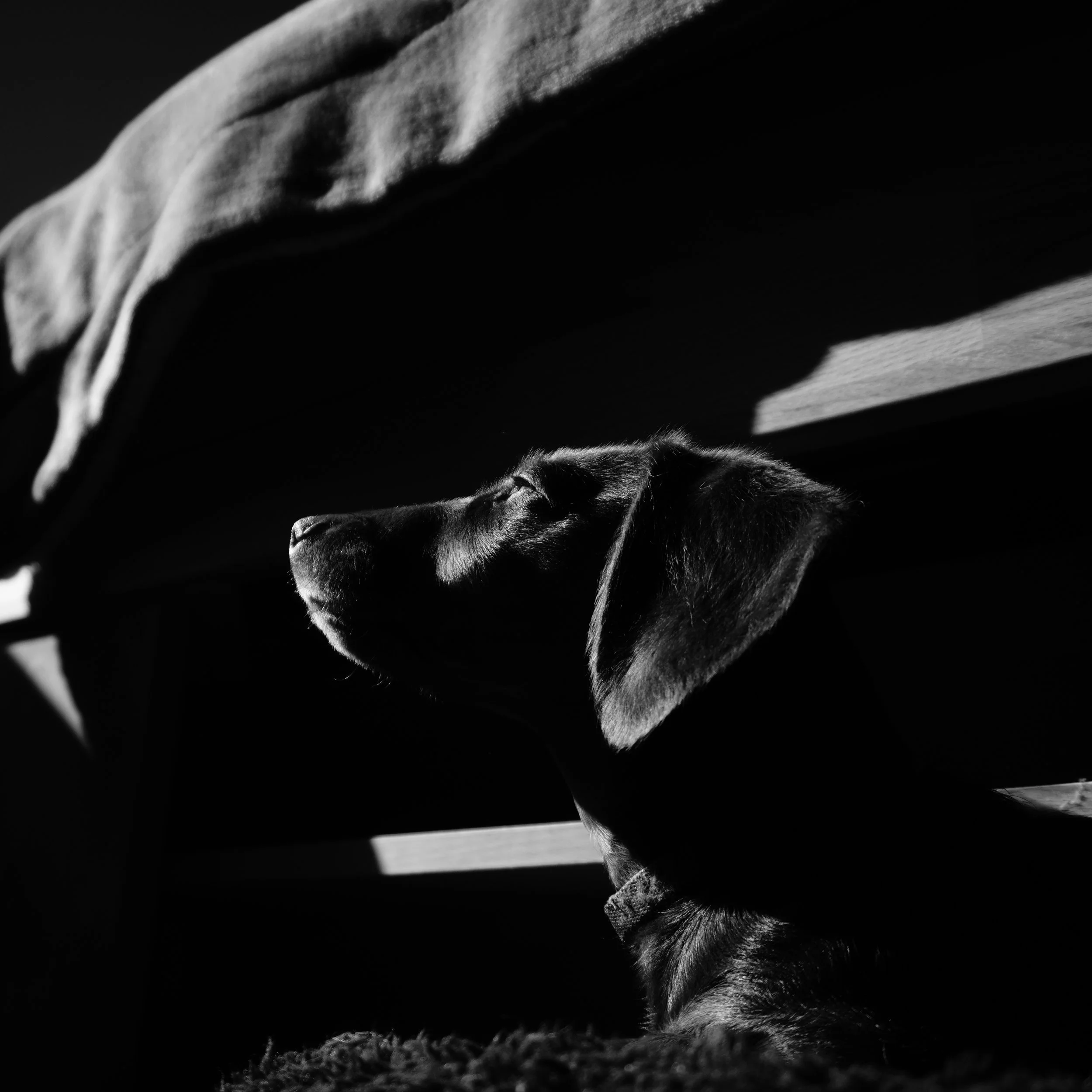 Black and white photo of a dog resting in shadows, with sunlight illuminating its face in profile.