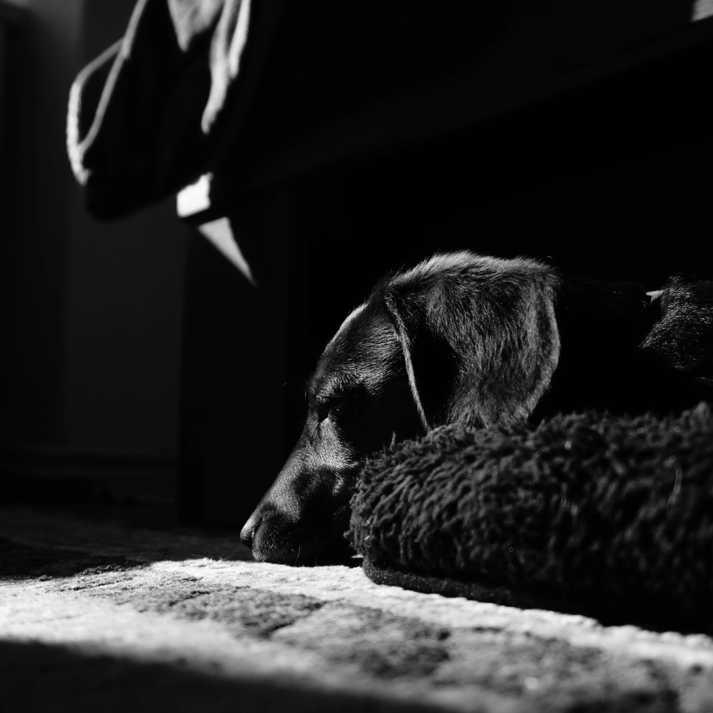 Black and white photo of a dog resting on a cushioned bed, lying on a carpet, with shadowy surroundings.