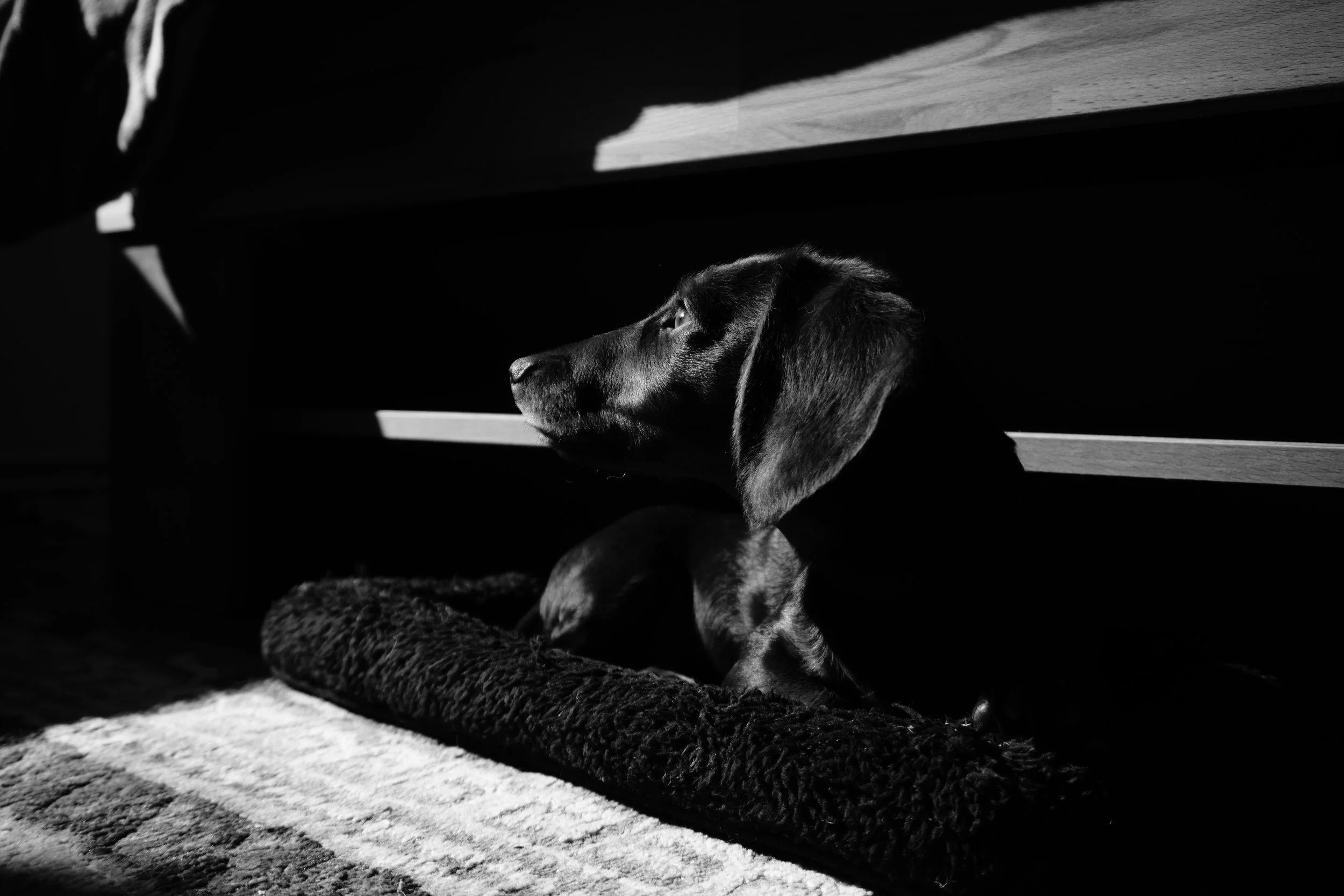 Black and white photo of a dog sitting on a rug, partly in shadow, looking to the left.