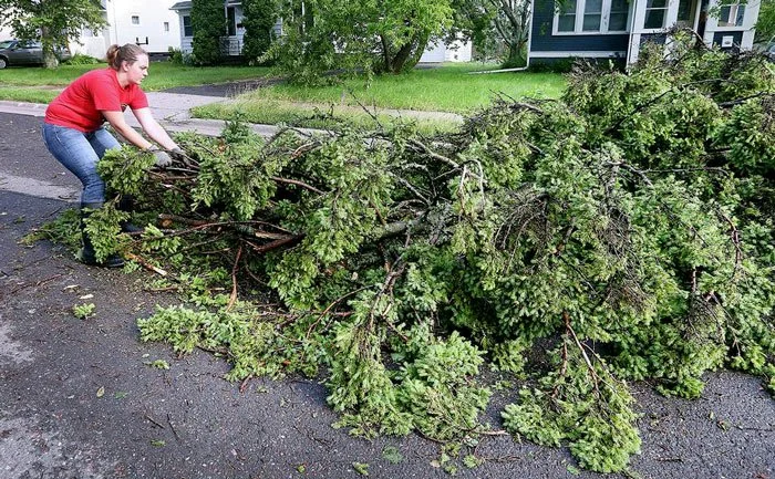 removal-of-tree-debris-from-front-yard.jpg