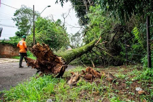 free-photo-of-tree-removal-after-storm-in-londrina-street.jpeg