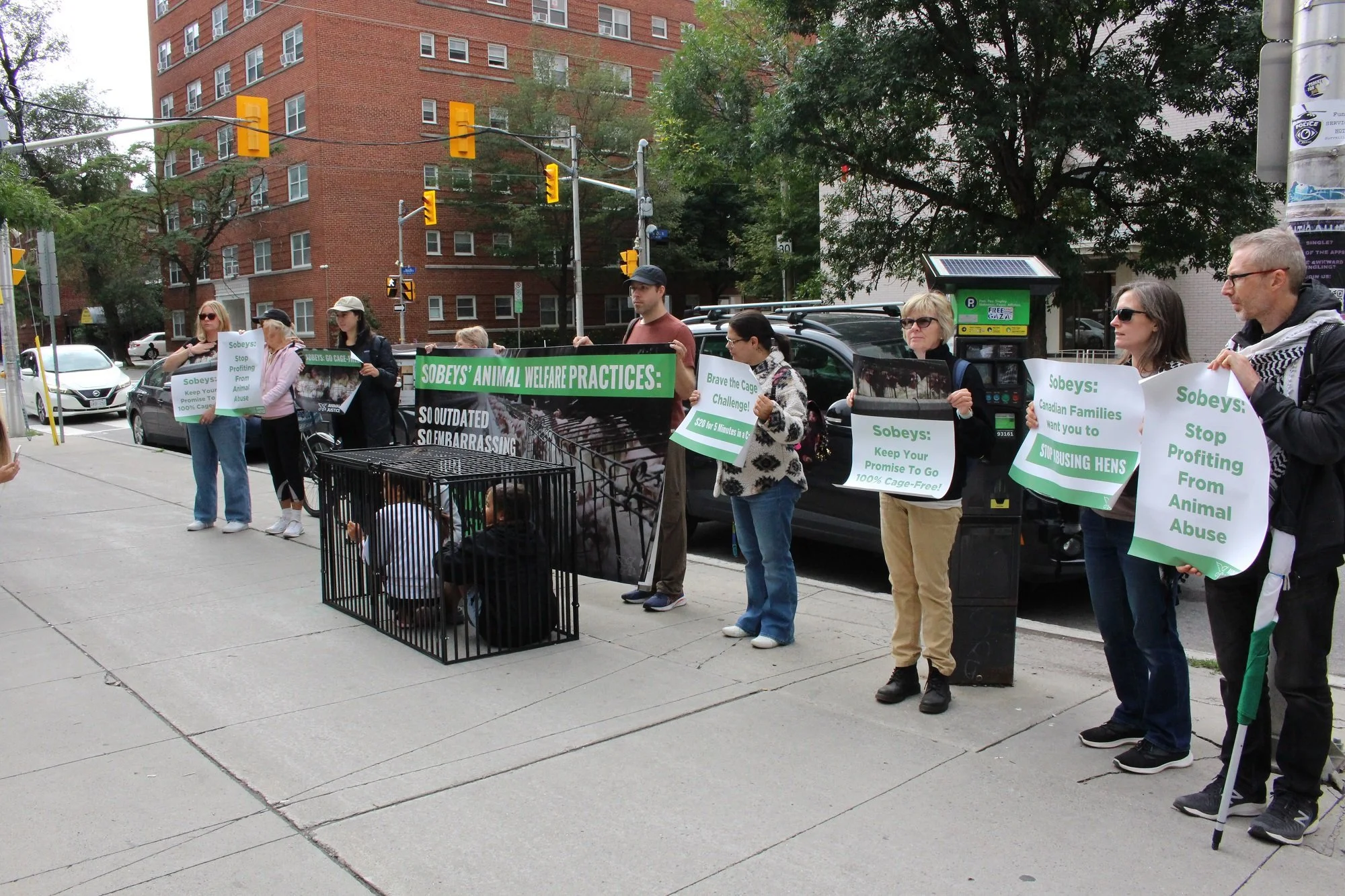 A group of protesters standing on a sidewalk holding signs advocating against animal cruelty and animal abuse, with one person inside a cage on the ground, and a large banner that reads "Sobeys' Animal Welfare Practices." The signs include messages s