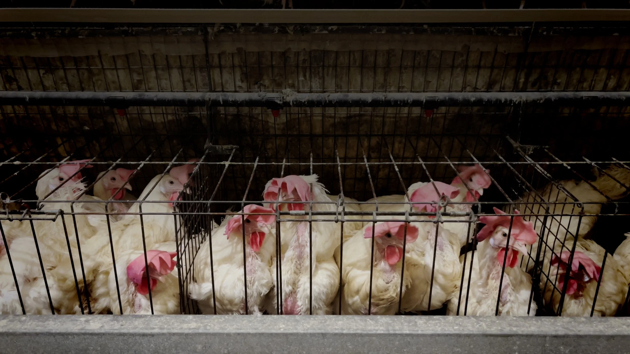 Several white chickens with pink combs and wattles in metal cages inside a poultry farm.
