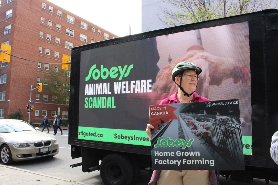 A person wearing a helmet holding a sign protesting animal welfare issues; a truck display board shows a message about Sobeys' animal welfare practices; a city street with cars and pedestrians is in the background.