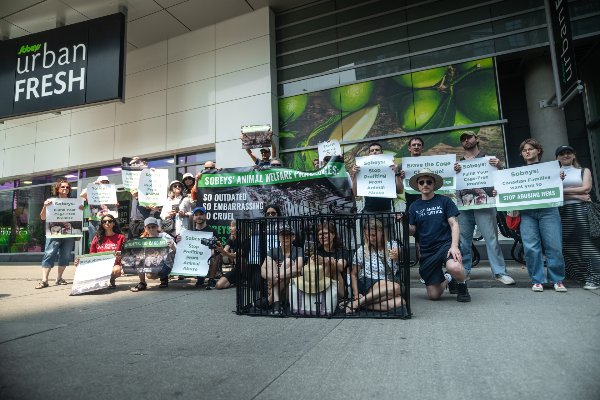 Group of protesters holding signs outside a store named Sobeys, advocating against animal cruelty and animal welfare issues.
