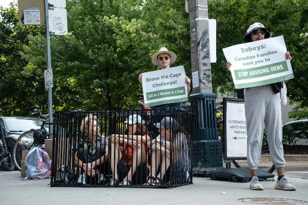 Two women holding signs at a protest, one sign reads 'Brave the Cage Challenge! $500 for 5 Minutes in a Cage!' and the other reads 'Sobeys: Canadian Families want you to STOP ABUSING HENS.' A group of children is inside a small cage on the sidewalk, 