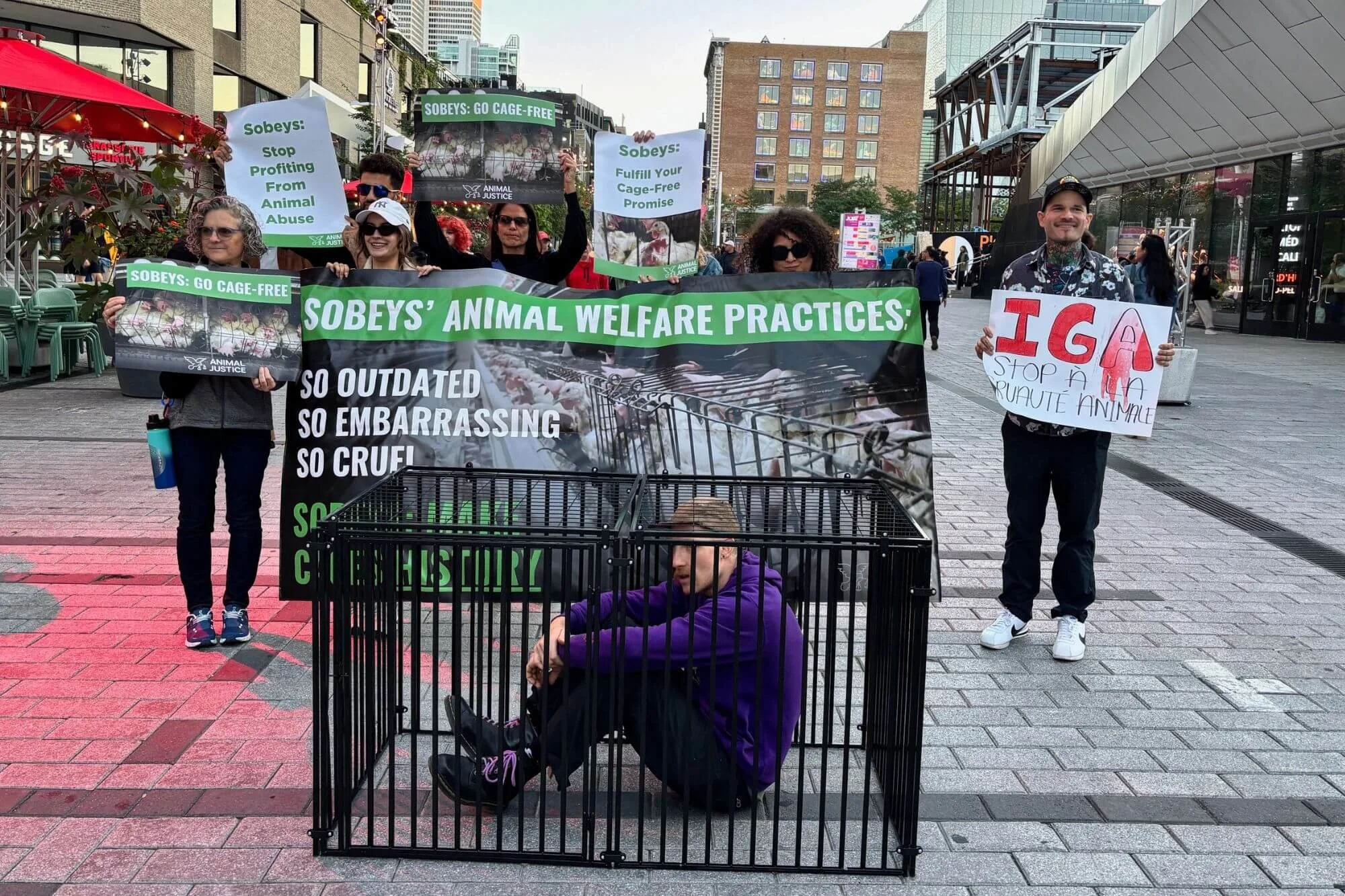 Group of protesters holding signs and banners advocating for animal rights and criticizing Sobeys' animal welfare practices, with a person sitting inside a cage in the foreground on a city street.