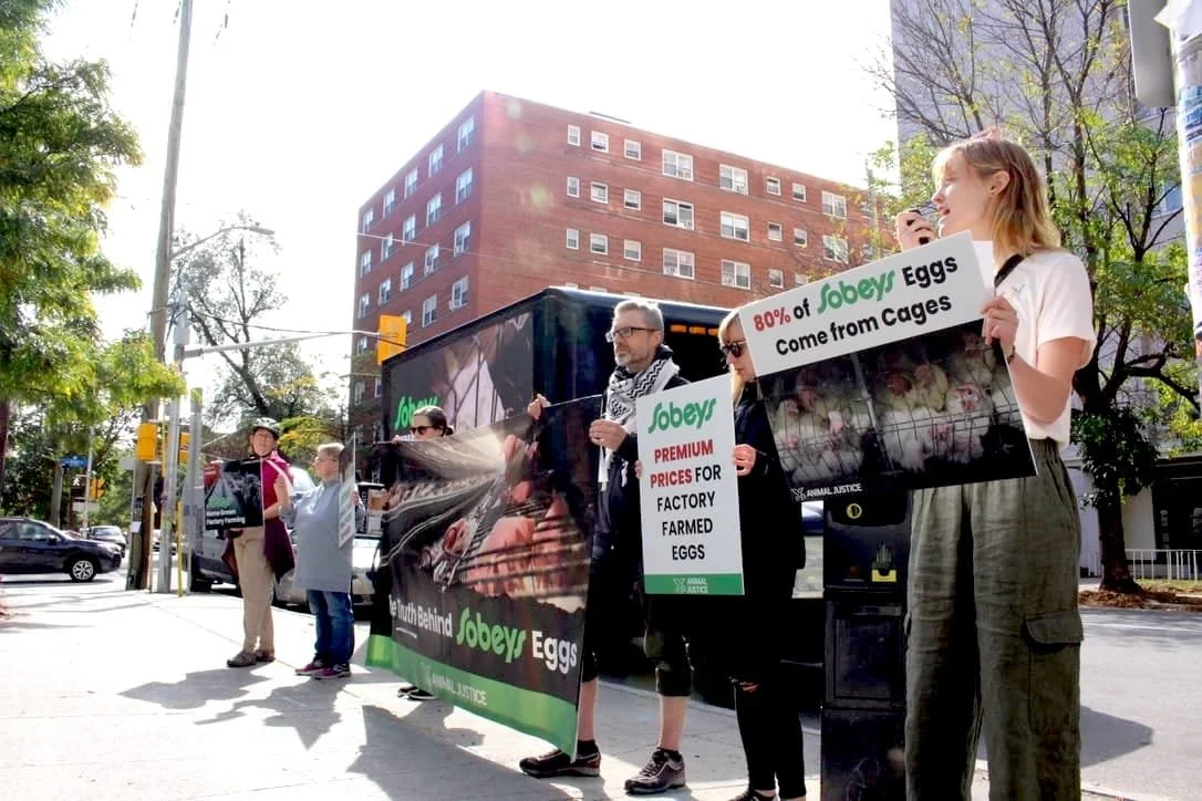 People protesting for animal justice holding signs about egg production outside in an urban setting.