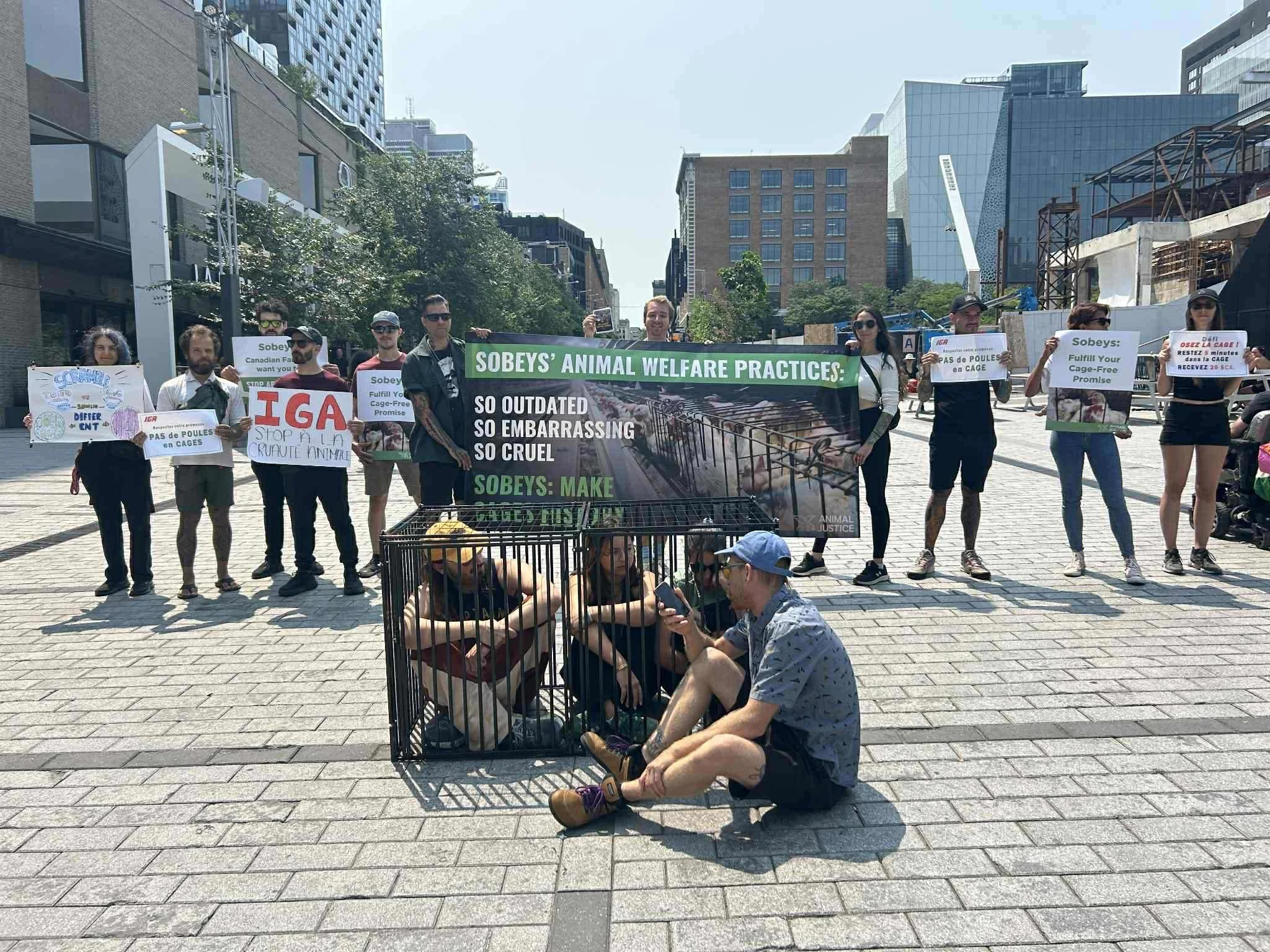 Protesters holding signs advocating for animal welfare, with a large banner reading 'Sobeys' Animal Welfare Practices: So Outdated, So Embarrassing, So Cruel' in an urban public space.