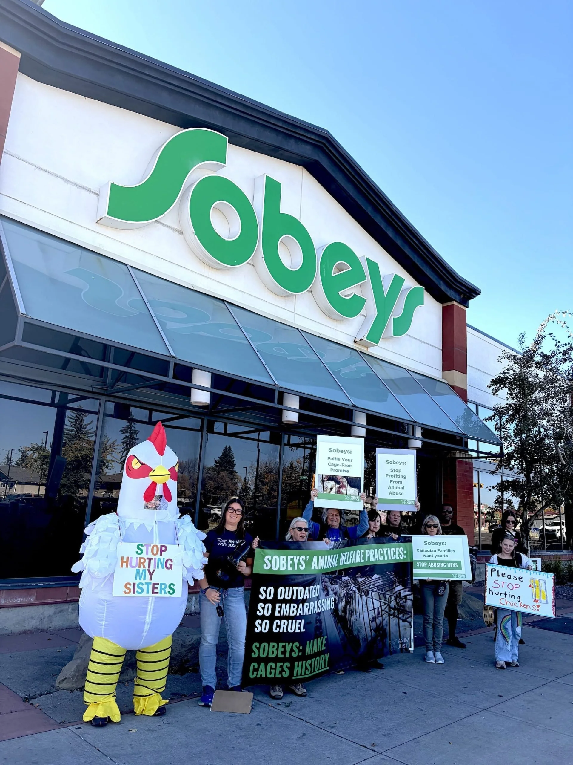 Protest outside a Sobeys grocery store with people holding signs advocating for animal welfare and protesting for animal rights, including a person in a chicken costume holding a sign that says "Stop Hurting My Sisters."