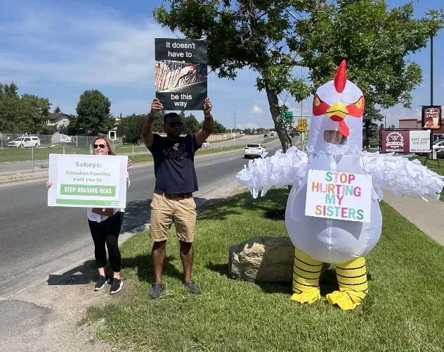 Protesters standing on grass beside road holding signs, with a large inflatable chicken dressed as a hen and a tree behind them. One sign reads "Sobeys: Canadian Families want to eat. STOP ABUSING HENS." Another sign says "It doesn't have to be this 