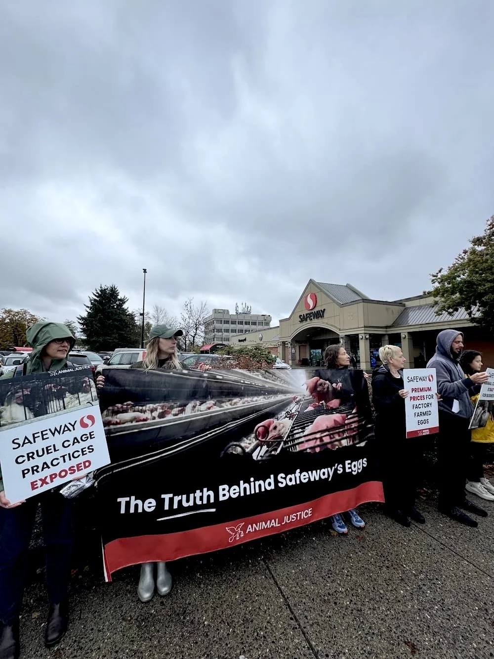 Protestors outside Safeway holding signs and a large banner exposing cruelty in egg practices. The banner shows images of chickens and eggs, with the text 'The Truth Behind Safeway's Eggs' and 'Animal Justice'. The signs highlight issues like 'Cruel 