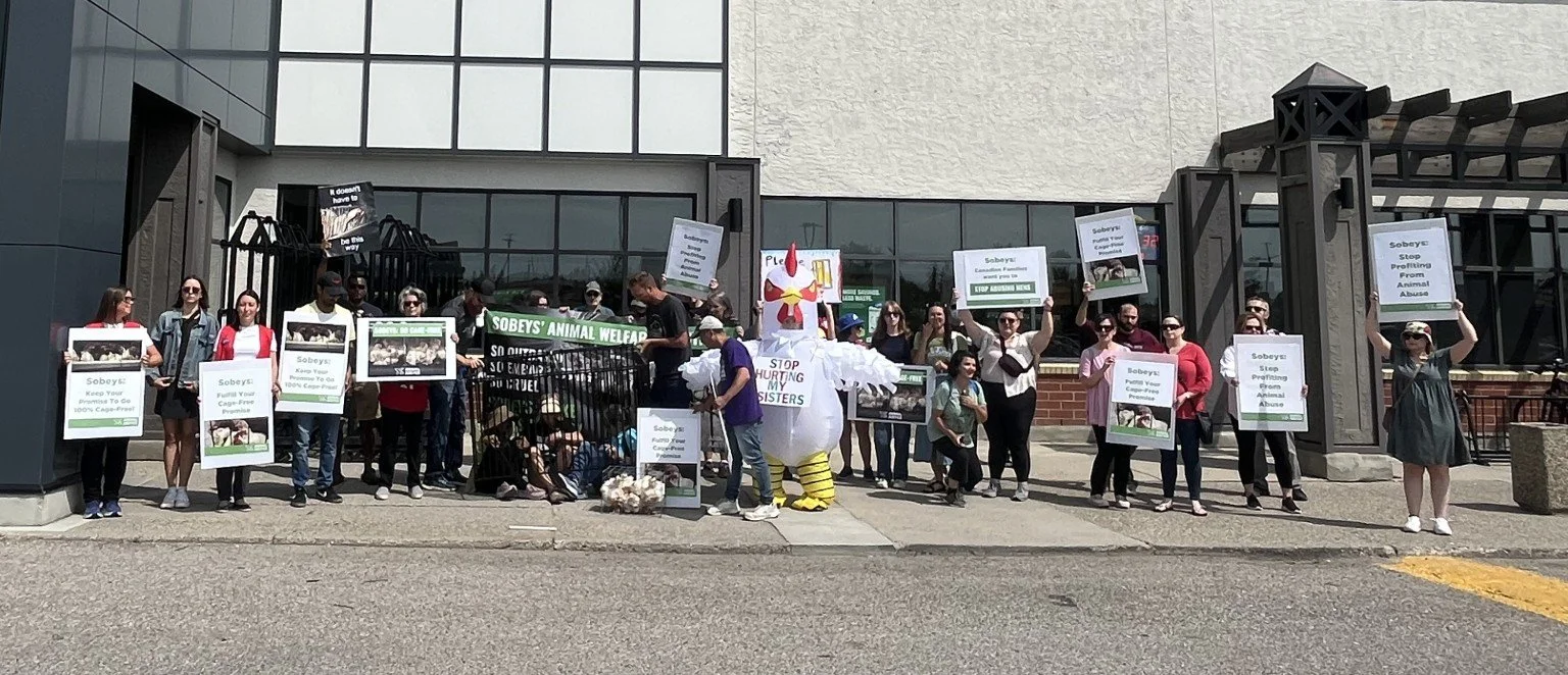 Group of protesters standing outside a building holding signs advocating for animal welfare and an end to animal abuse, with a person dressed in a chicken mascot costume