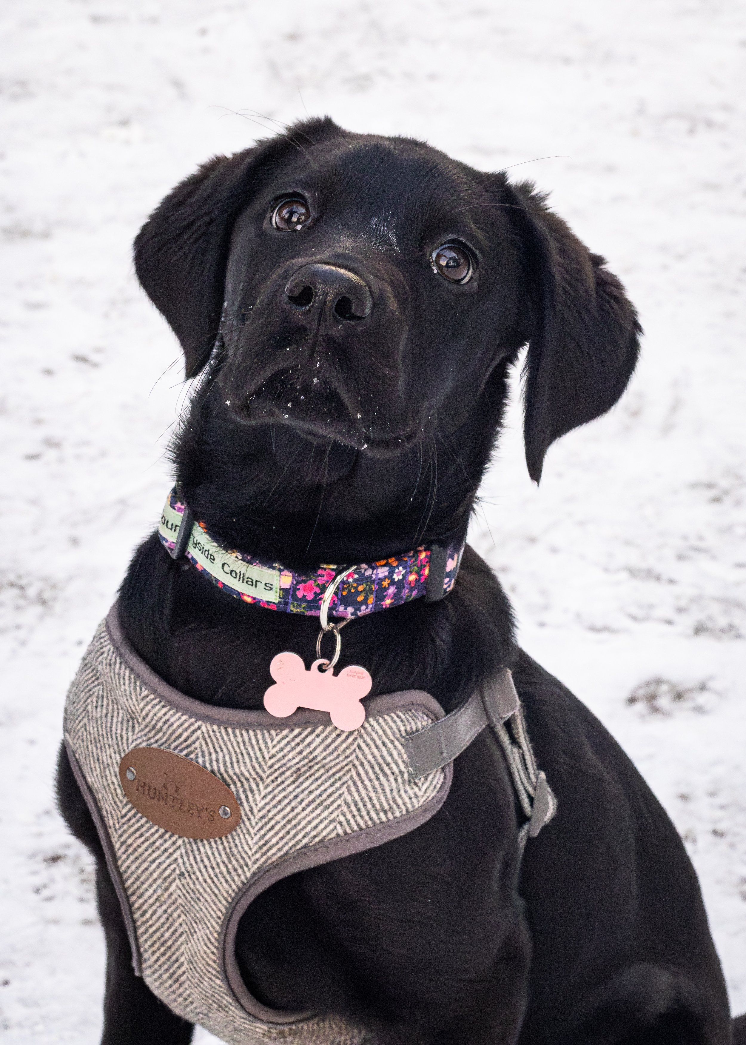 Dog Photography in Shropshire