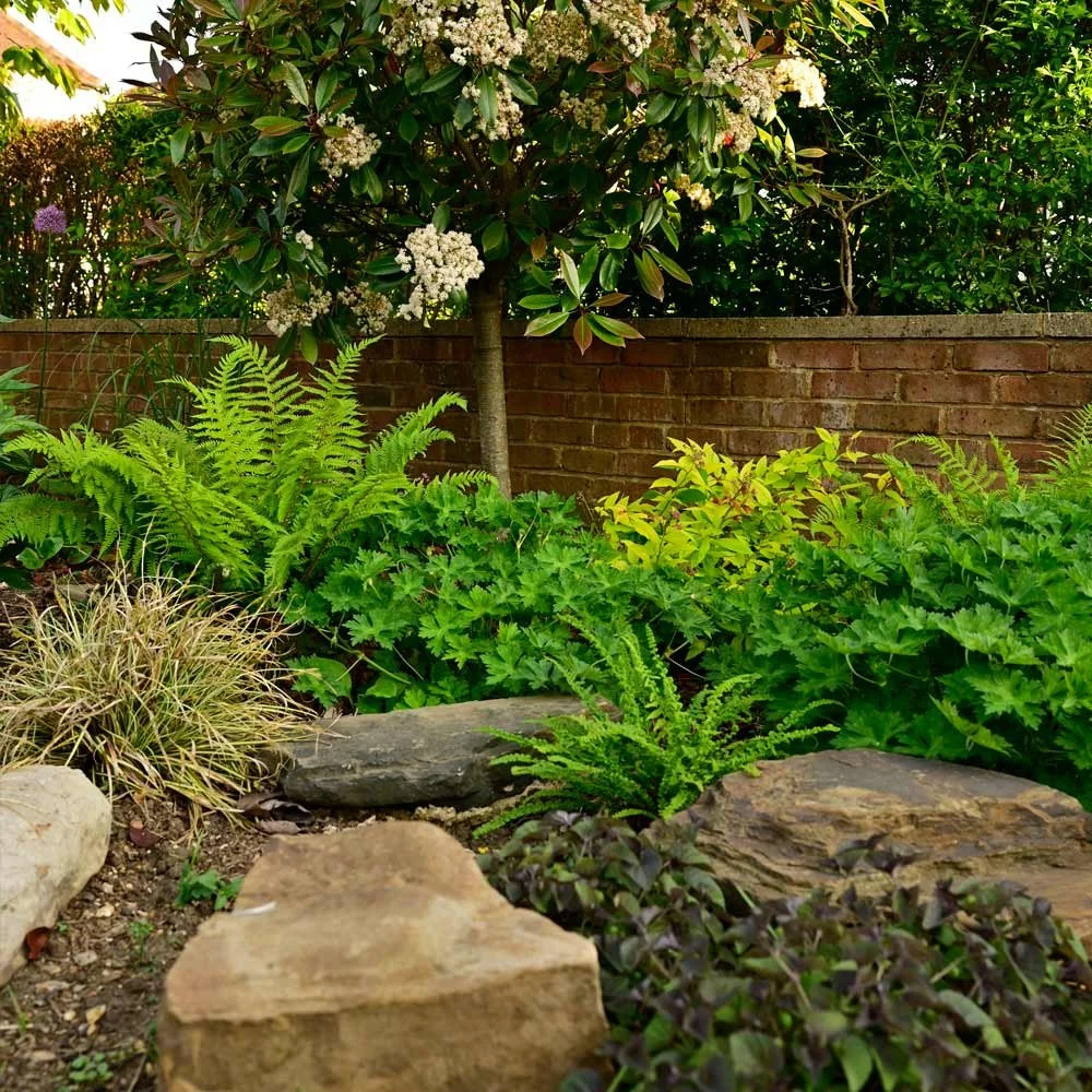 Ferns and Violas in amongst rocks