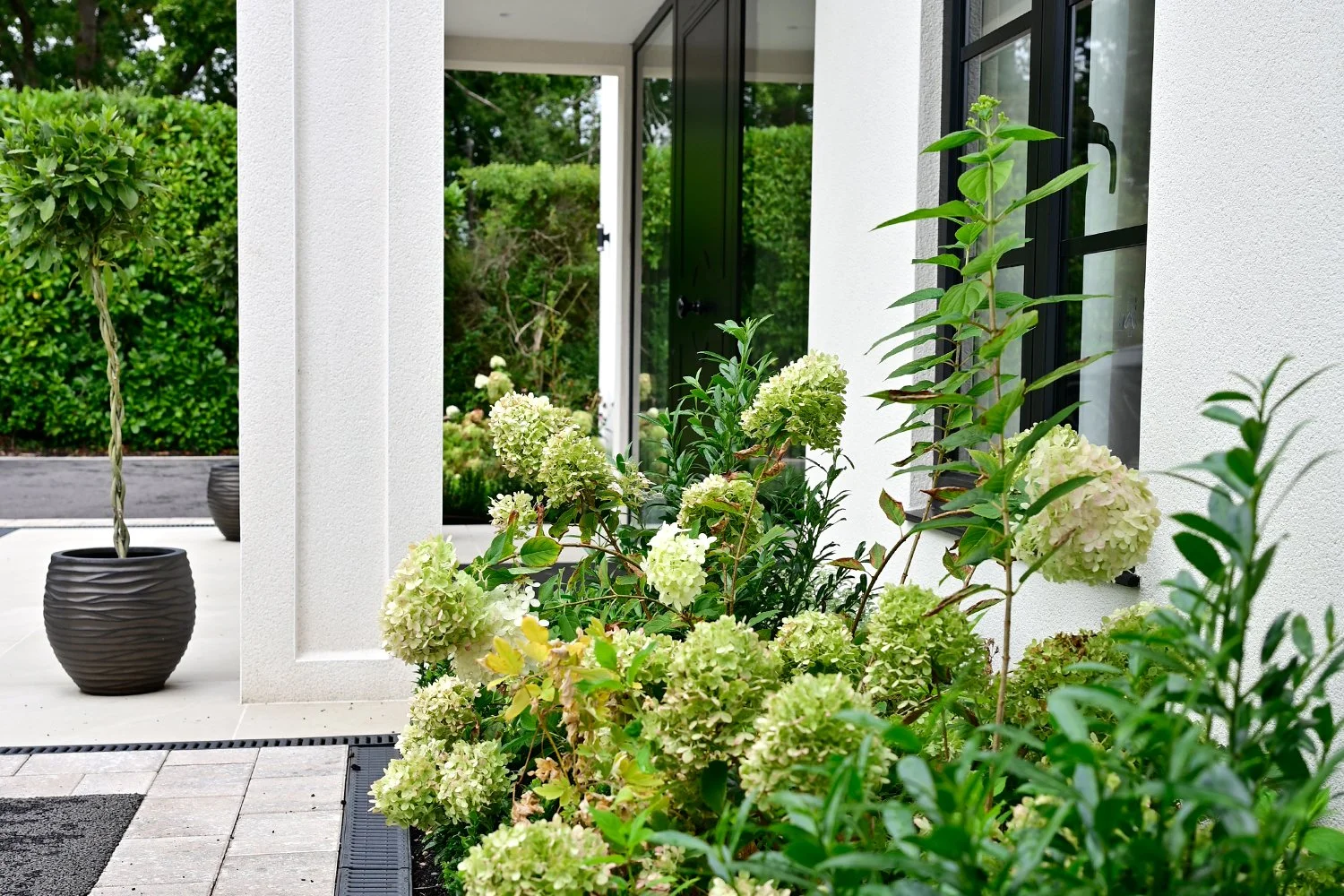 Hydrangea in border