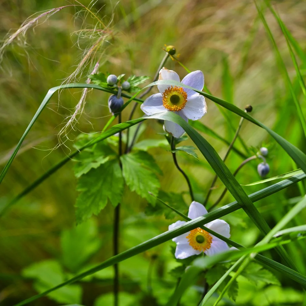 meadowturf 10.jpg