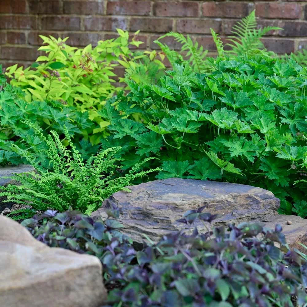 Ferns, Geraniums and Violas in amongst rocks