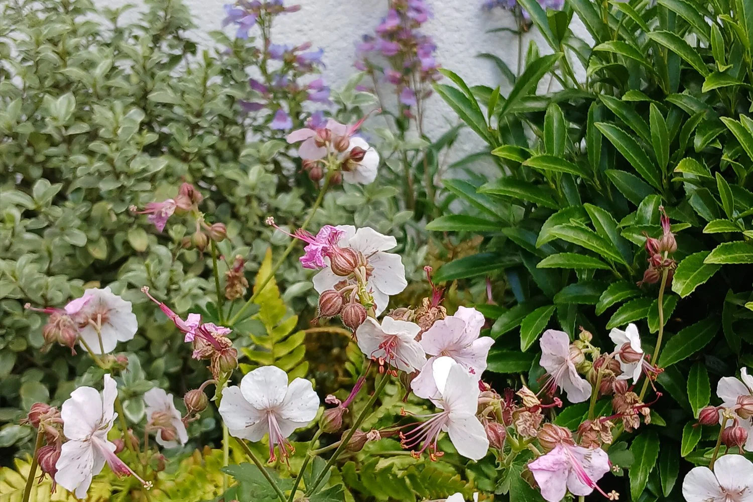 Close up of planting in border