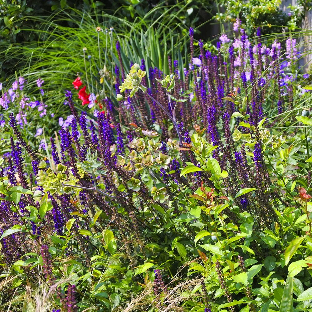 Salvia and physostegia