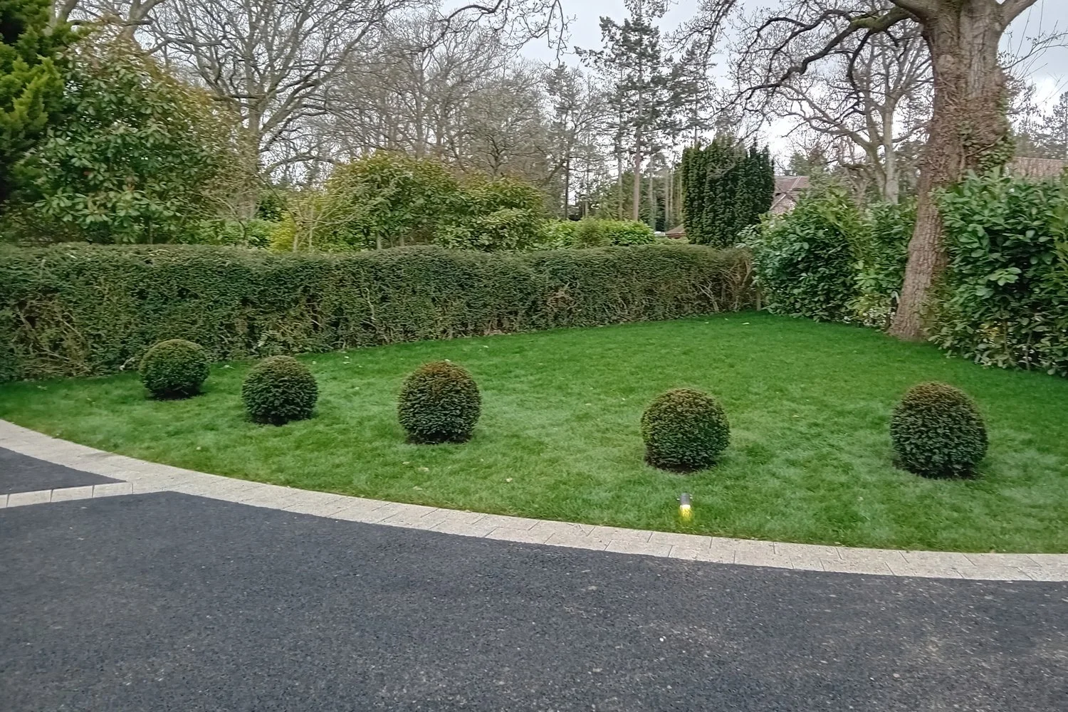 Structural planting in front garden