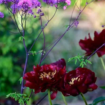 Peony and Thalictrum