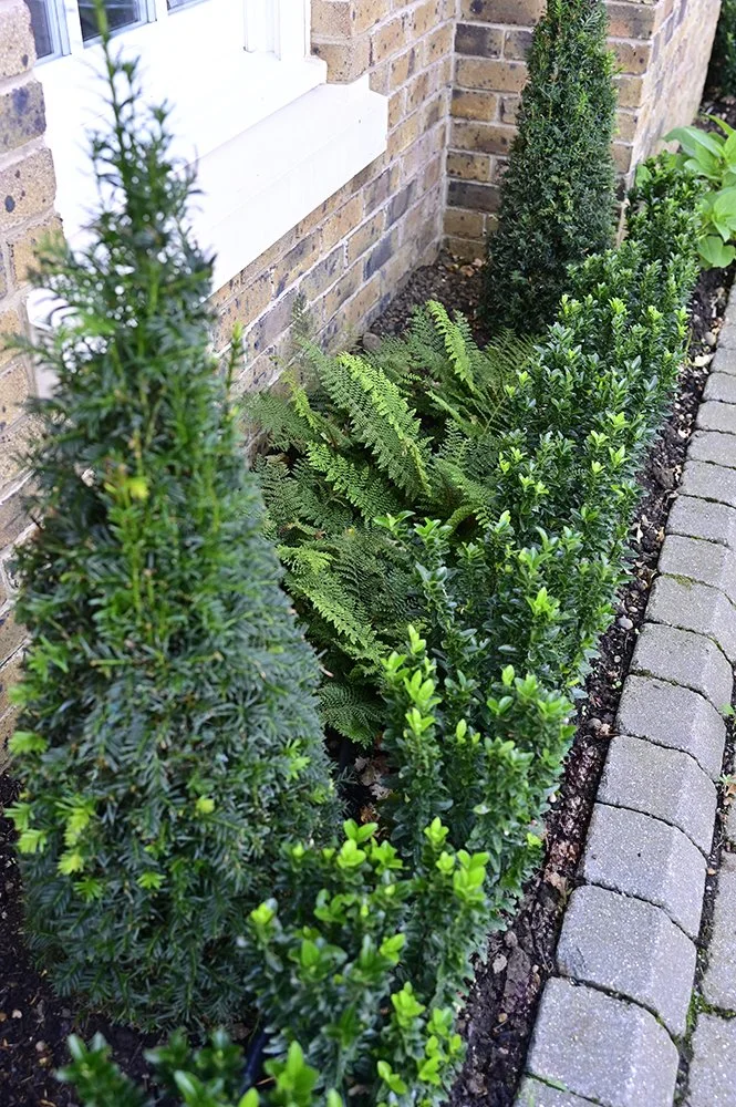 Clipped Taxus baccata cones and ferns