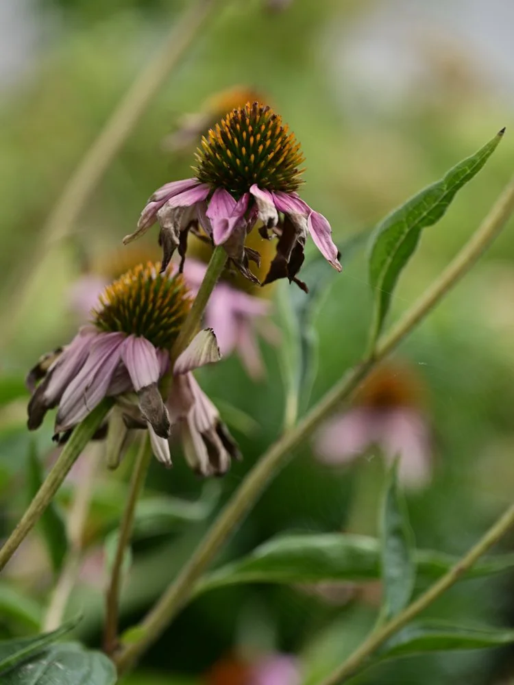 Echinacea purpurea